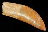 Carcharodontosaurus Tooth - Partially Rooted #71097-1